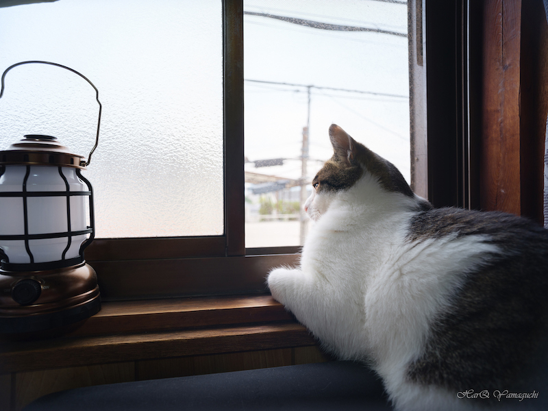 サンプル画像（焦点工房提供。以下同）