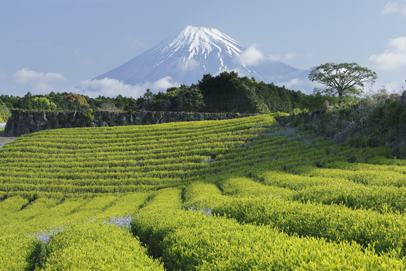 EOS R5／RF24-105mm F4 L IS USM／76mm／マニュアル露出（F14、1/10秒）／ISO 100／WB:太陽光／Neural network Image Processing Tool：ON