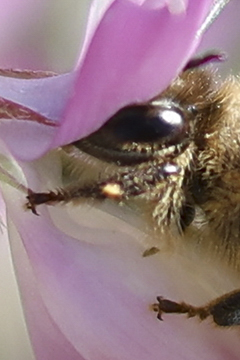 レタッチソフト