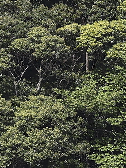 レタッチソフト