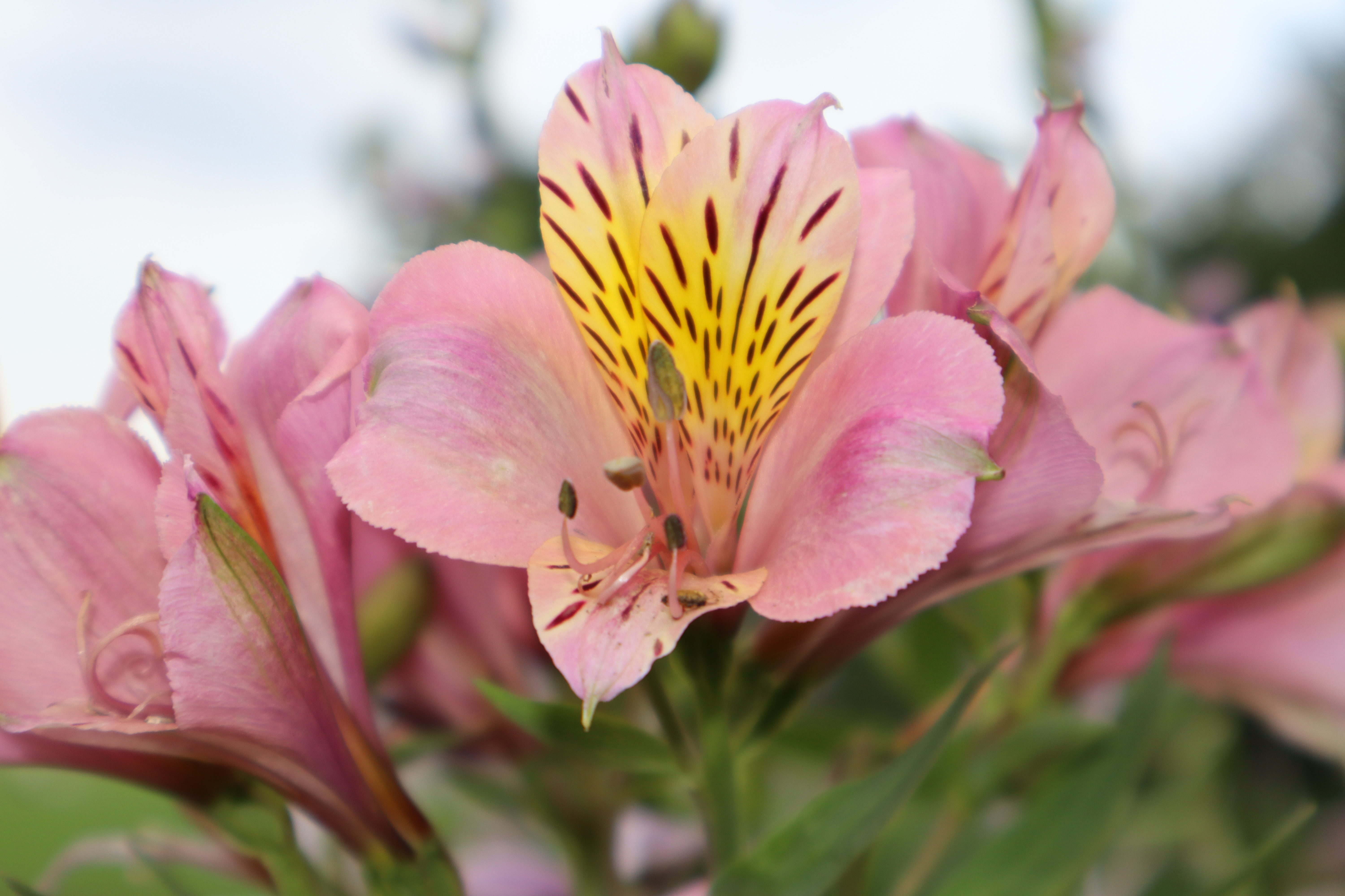 EOS R100／RF-S18-45mm F4.5-6.3 IS STM／45mm／絞り優先AE（F6.3、1/160秒、±0EV）／ISO 200／WB：オート