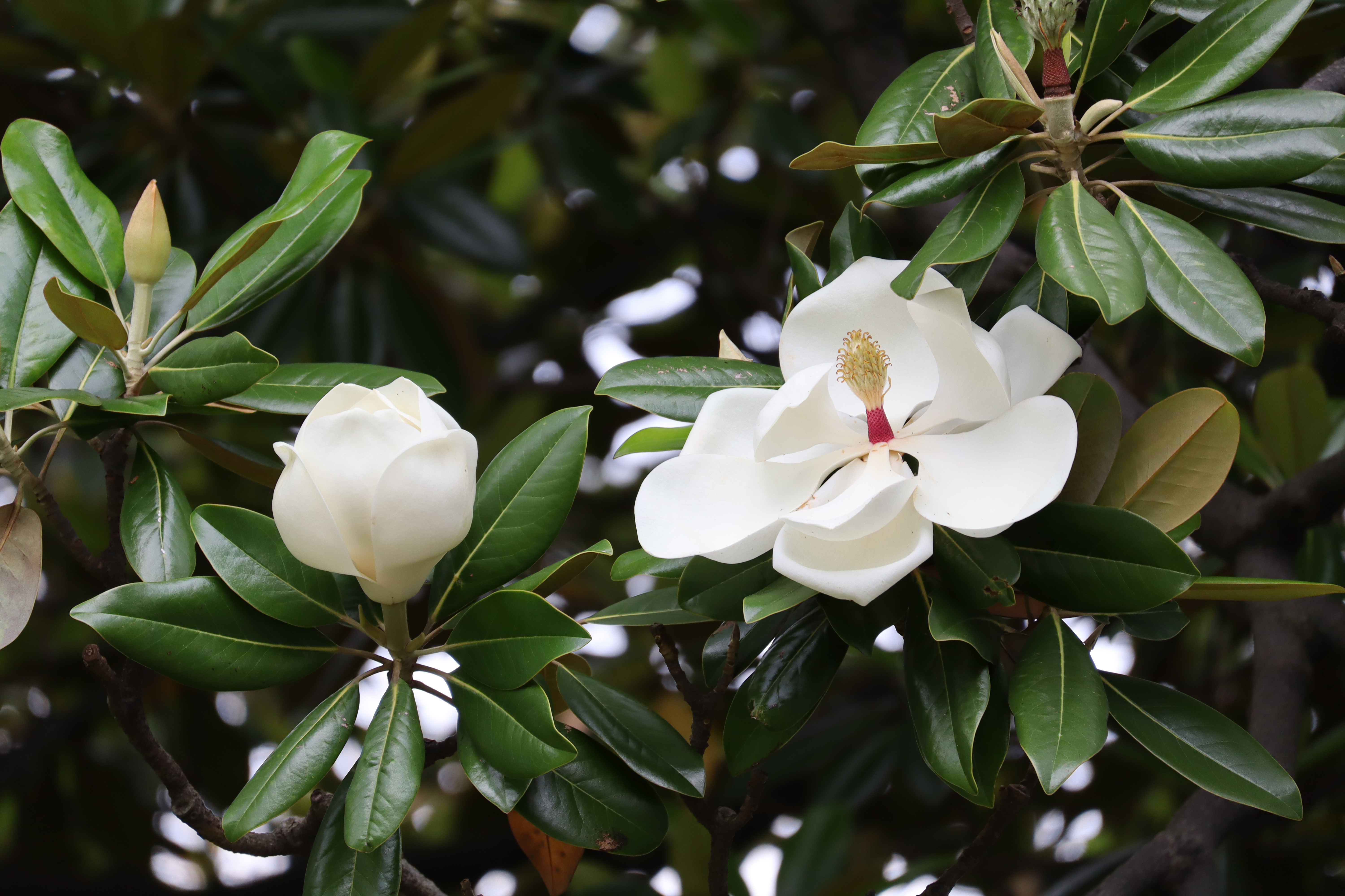 EOS R100／RF-S55-210mm F5-7.1 IS STM／210mm／絞り優先AE（F7.1、1/160秒、+1.0EV）／ISO 400／WB：オート