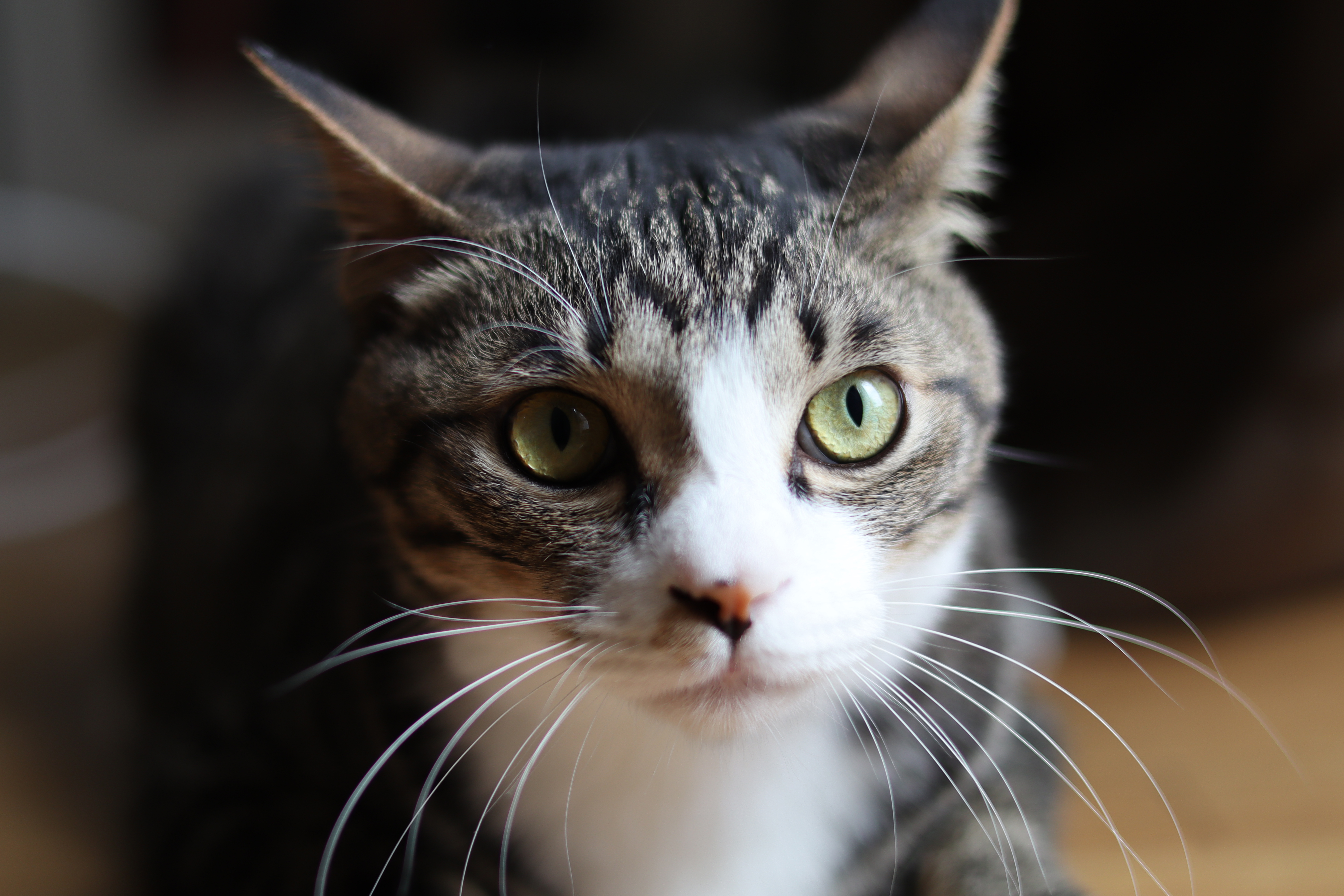 EOS R100／RF50mm F1.8 STM／50mm／絞り優先AE（F1.8、1/160秒、±0EV）／ISO 100／WB：オート