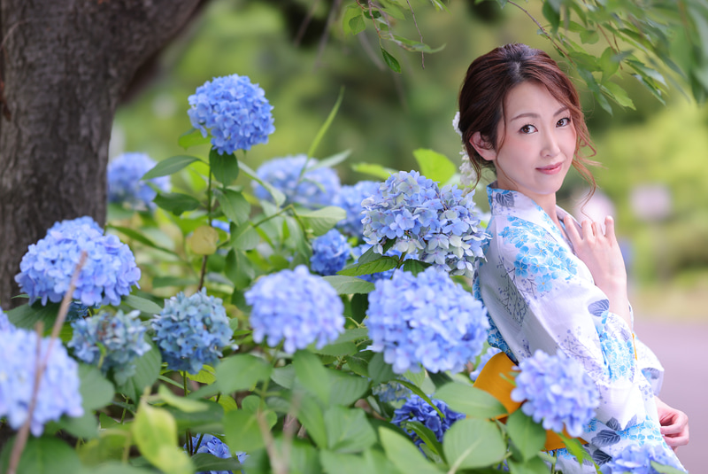 アジサイと浴衣姿をしたモデルの撮影を毎年行っている。一脚なら簡単にポジションを動かせるので、最適なバランスでアジサイを配置できる（モデル：木谷有花）<br><span class="fnt-85">キヤノン EOS R5／RF85mm F1.2 L USM DS／85mm／絞り優先AE（F1.6、1/250秒、＋1.0EV）／ISO 100／WB：オート</span>