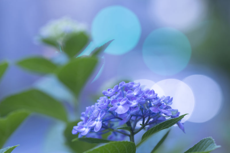 背後に入る玉ボケは車のライト。一脚で構図を決めて、車が通るタイミングを待った。シャッター速度が落ちる夕方は一脚の出番が多くなる<br><span class="fnt-85">キヤノン EOS R3／シグマ 135mm F1.8 DG HSM｜Art／135mm／絞り優先AE（F2.8、1/125秒、＋0.7EV）／ISO 400／WB：オート</span>