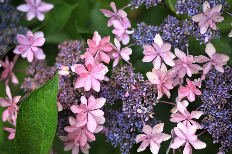 周辺は乱れてますが、問題になるほどではなく。合焦したい位置が画面中央から離れていてもEOS一眼レフより正確に合焦するのが嬉しいですね。<br>EOS R5／EF50mm F1.4 USM／絞り優先AE（F2・1/1,600秒）／ISO 400