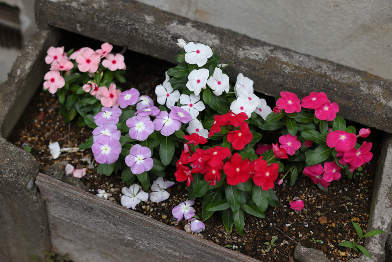 昭和時代の路上にあったゴミ箱を誰かがプランターにしていて、四季折々の花を咲かせていて、いつも楽しみにしています。日陰なのにシャッキリとした画になるのがいいですね。<br>EOS R5／EF50mm F1.4 USM／絞り優先AE（F2.8・1/800秒）／ISO 400