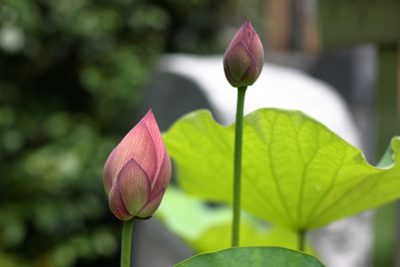 ハスの蕾ですね。細かいところまで解像力があるぞという印象はないのですが、やはりDLOが手を入れてくるようです。コントラストも。この条件ではボケにクセは出ません。<br>EOS R5／EF50mm F1.4 USM／絞り優先AE（F2.8・1/1,250秒）／ISO 100