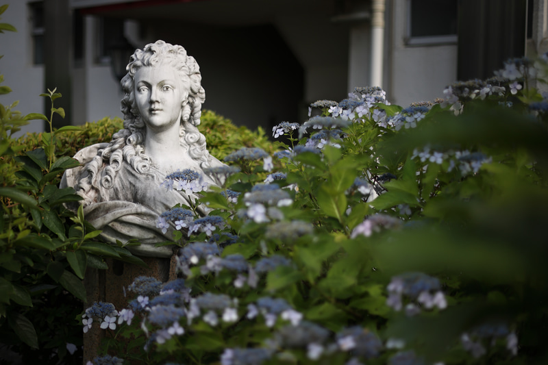 撮影距離3mくらいだと開放絞りでも芯があるように見えますが拡大するとユルめです。この条件ではコントラストもそれなりにあるのでシャープに見えます。前ボケにはあまりクセがないですが、後ボケはあまり綺麗ではないですね。<br>EOS R5／EF50mm F1.4 USM／絞り優先AE（F1.4・1/6,400秒）／ISO 100