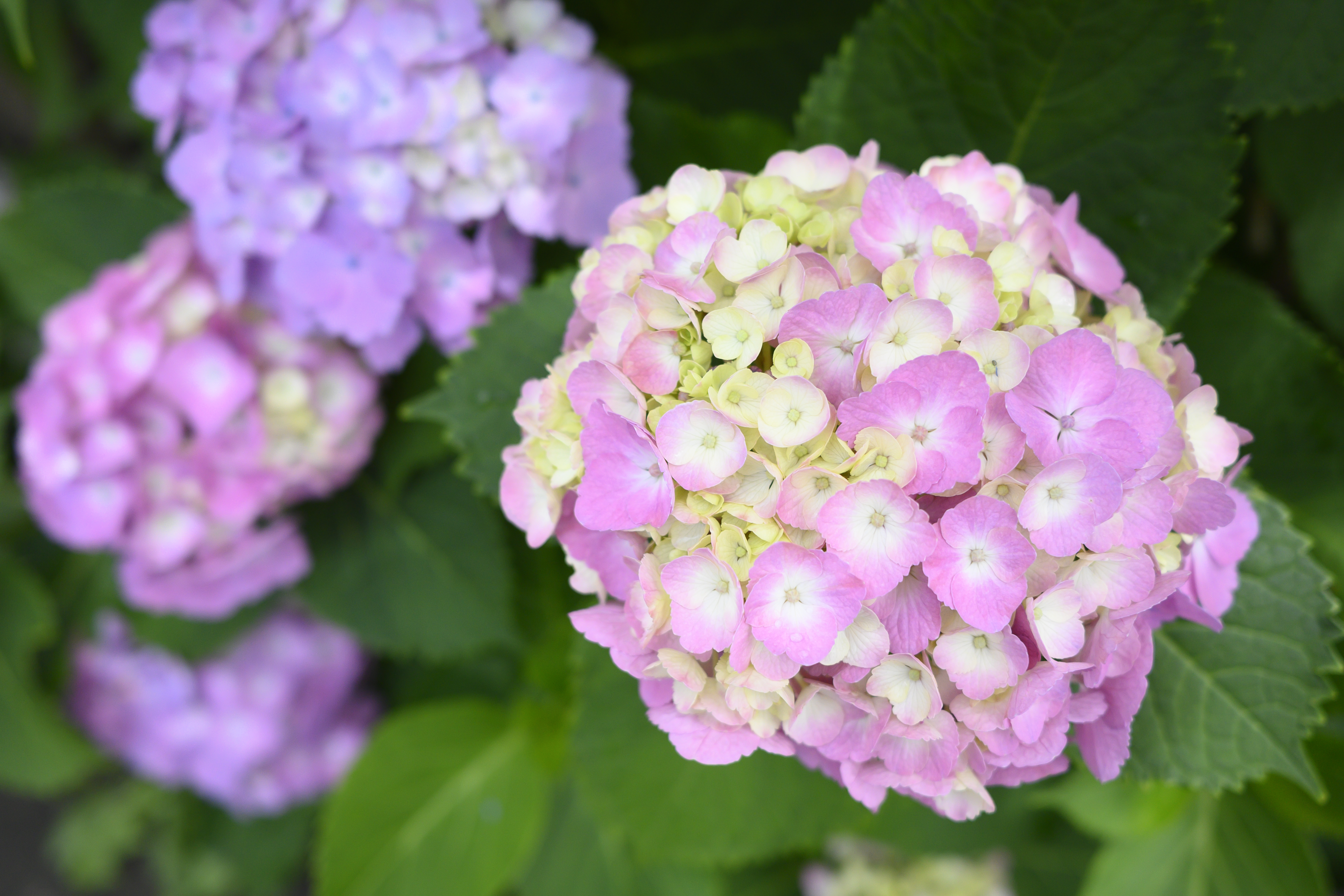 Z 50／NIKKOR Z DX 24mm f/1.7／24mm（36mm相当）／絞り優先AE（1/4,000秒、F2.5、＋0.7EV）／ISO 500