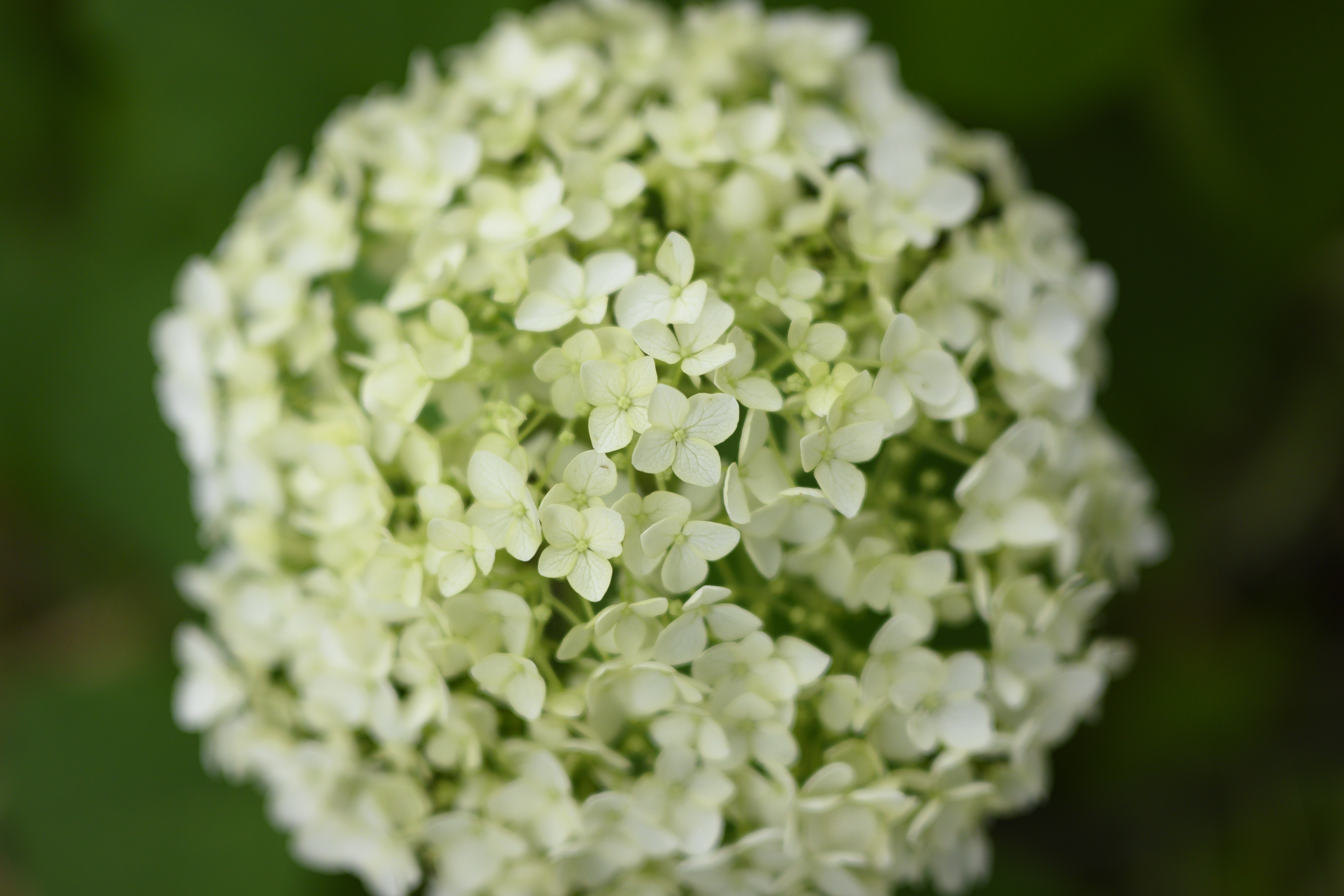 Z 50／NIKKOR Z DX 24mm f/1.7／24mm（36mm相当）／絞り優先AE（1/1,000秒、F1.7、＋1.0EV）／ISO 400