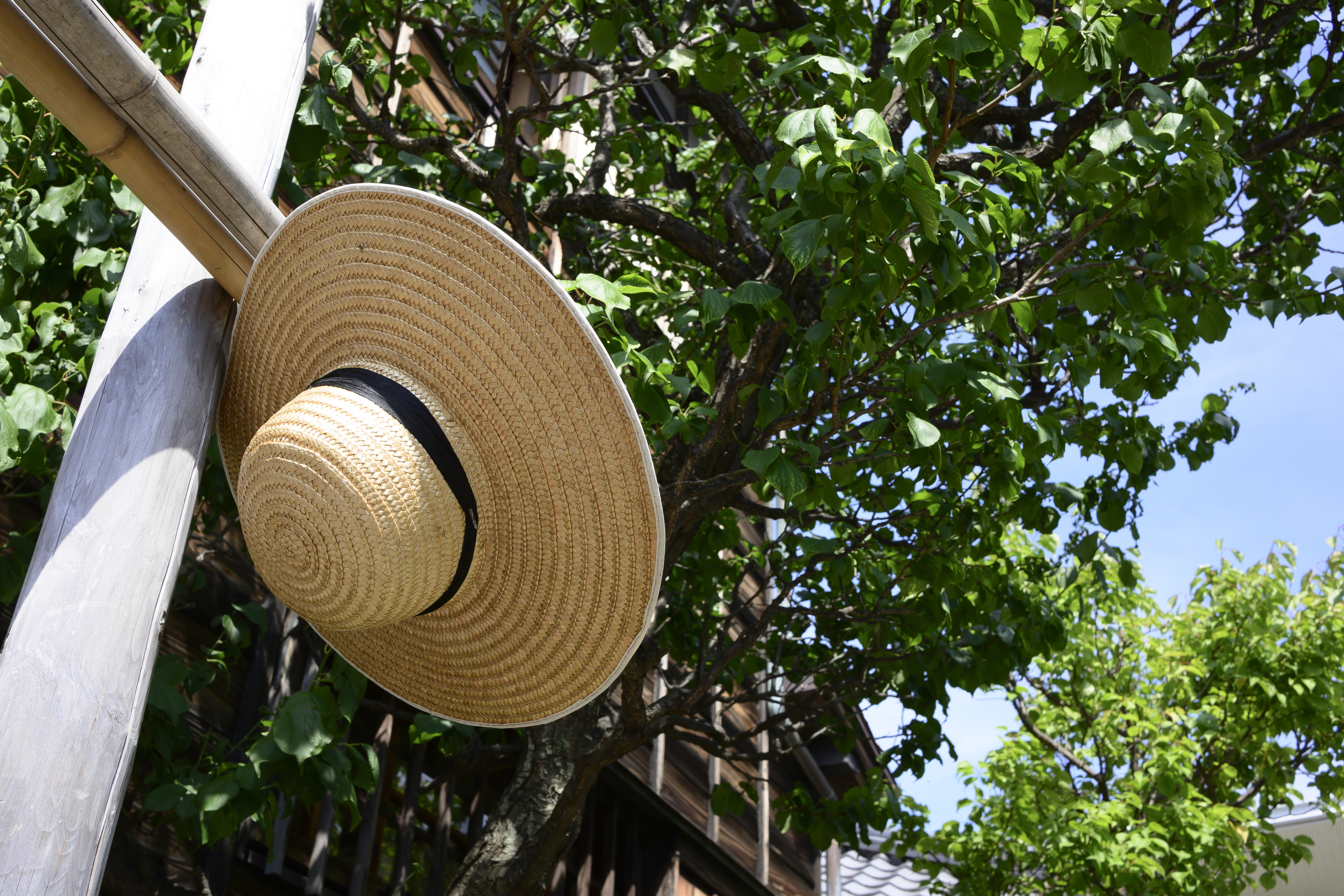 Z 50／NIKKOR Z DX 24mm f/1.7／24mm（36mm相当）／絞り優先AE（1/1,000秒、F8.0、±0.0EV）／ISO 400