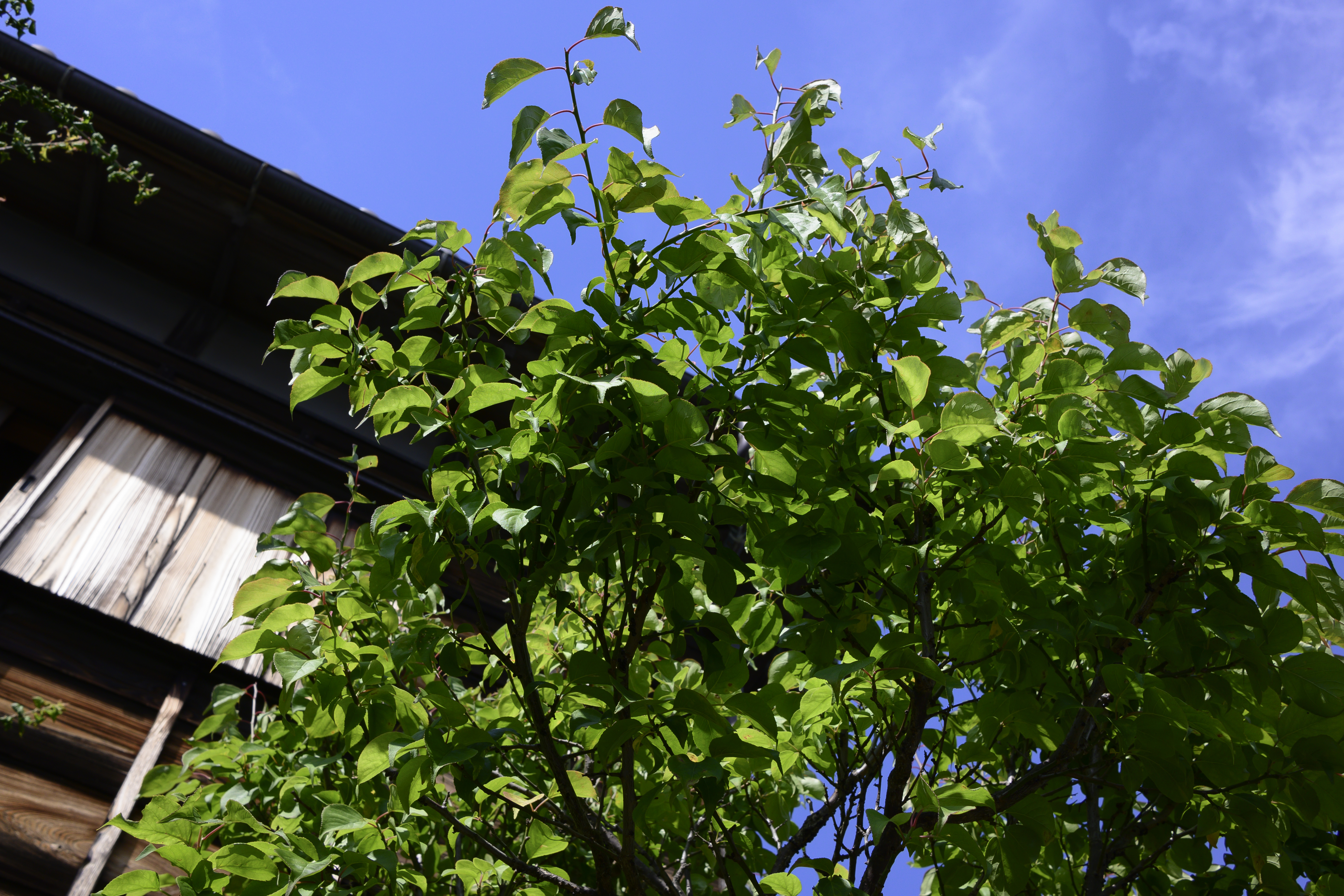 Z 50／NIKKOR Z DX 24mm f/1.7／24mm（36mm相当）／絞り優先AE（1/640秒、F8.0、−1.0EV）／ISO 200