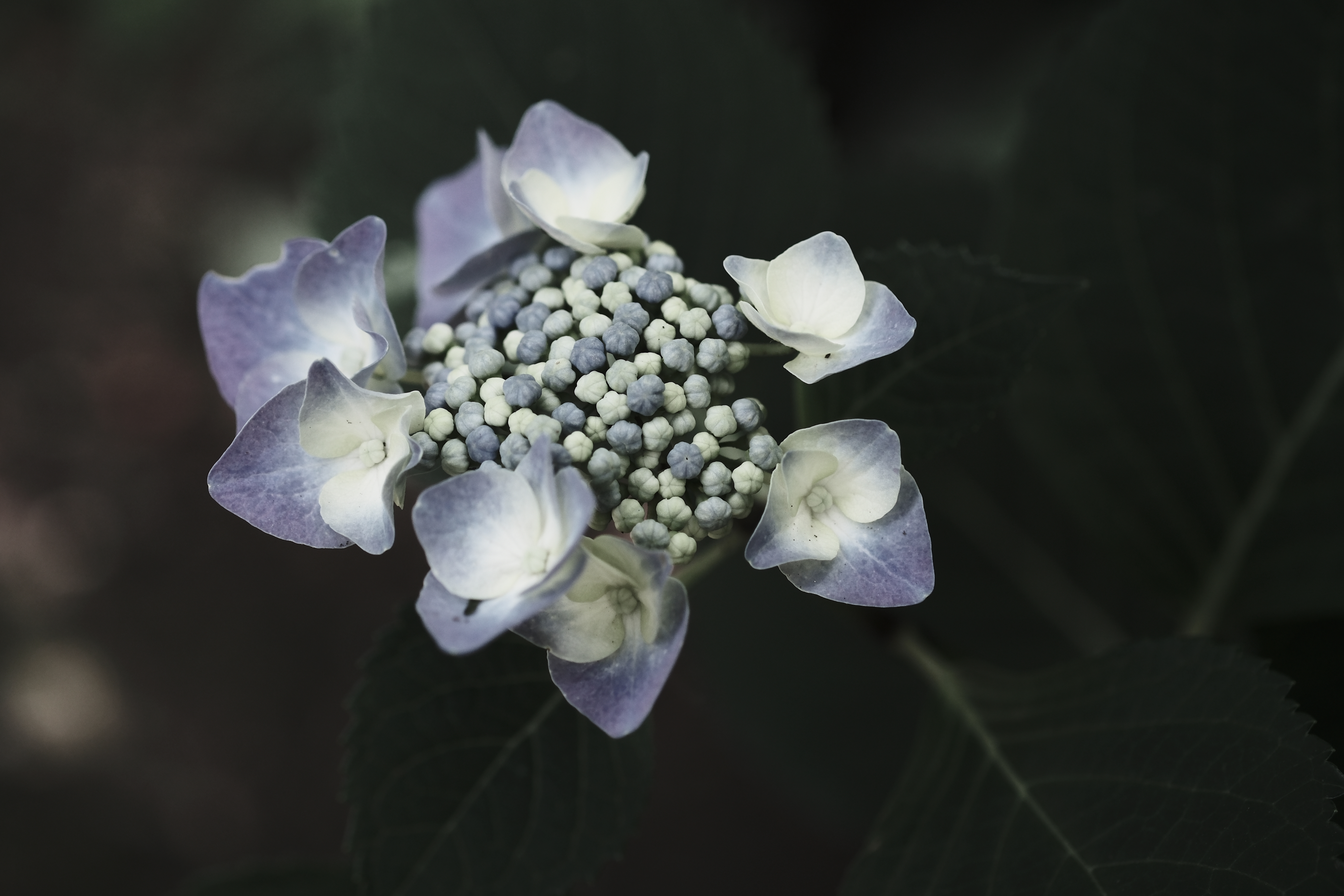 ETERNAブリーチバイパスは掠れた色の表現がとても美しい。ISO 640くらいでもザラつきが減った感じがするような？しないような？？画質に関してハッキリしない物言いをしているのは、従来機でも既にハイレベルだったから。このレベルだと、好みであるかどうか、心地好く感じるかどうかが重要<br><span class="fnt-85">X-S20／XF60mmF2.4 R Macro／60mm（90mm相当）／絞り優先AE（1/640秒・F2.8・-0.3EV）／ISO 640／ETERNAブリーチバイパス</span>