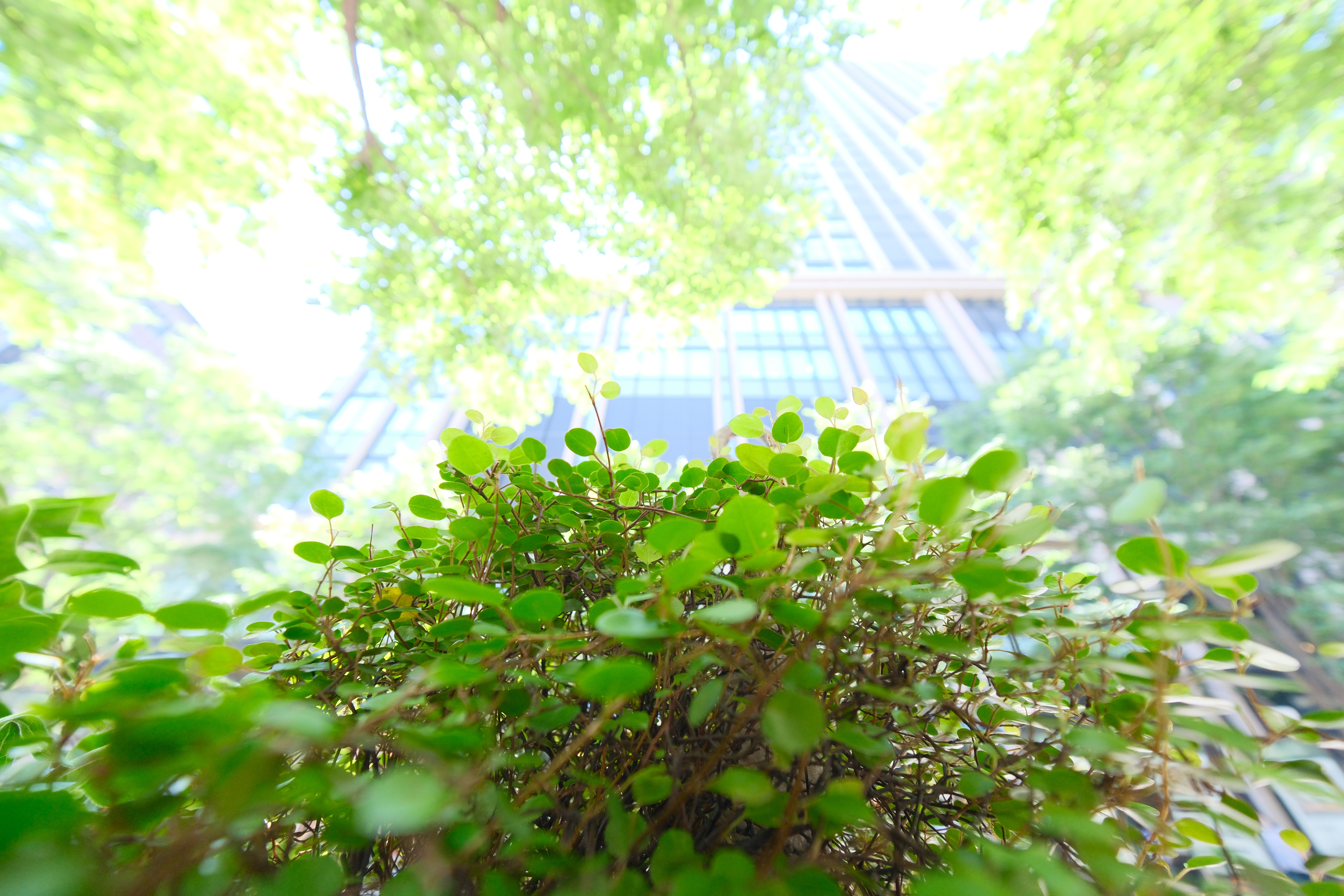 絞り開放かつほぼ至近端という条件でも解像感が高く見事な性能がある。逆光気味なシーンを見つけて、ボケをハイライトに溶かして仕舞えばボケのカタチは気にならなくなると思うが、どうだろうか？<br><span class="fnt-85">X-S20／XF8mmF3.5 R WR／8mm（12mm相当）／絞り優先AE（1/100秒・F3.5・+3.3EV）／ISO 1000／ISO 320／Pro Neg. Std</span>