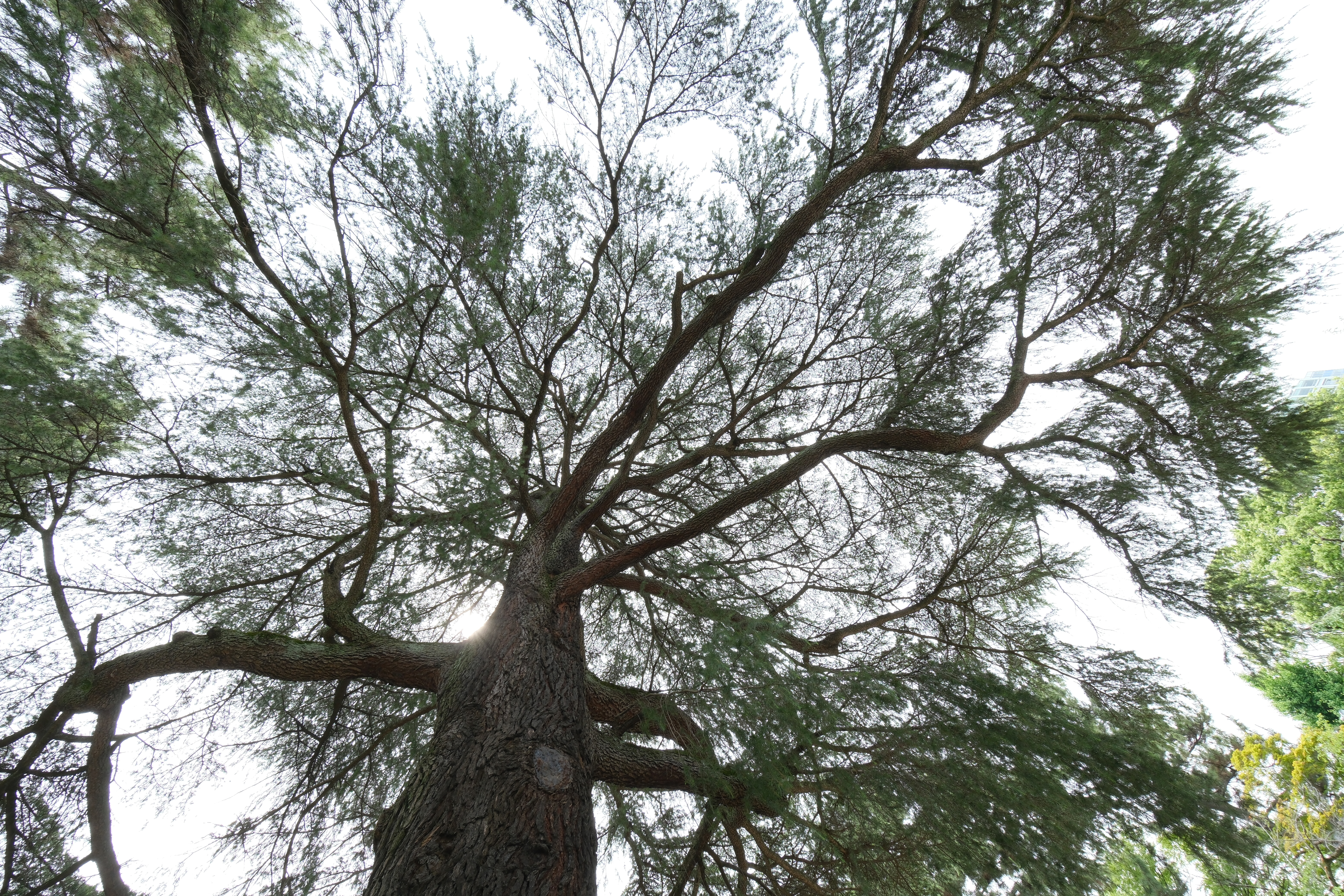 周辺部を観察してみると、完璧な光学性能という訳ではないことが分かるが、価格・サイズからすると非常に素晴らしい性能を実現していると思う