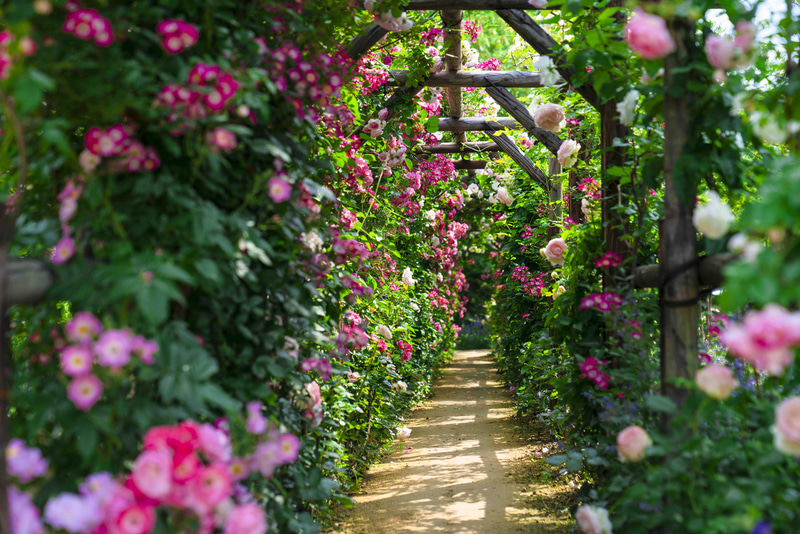 ローズガーデンあいの里
