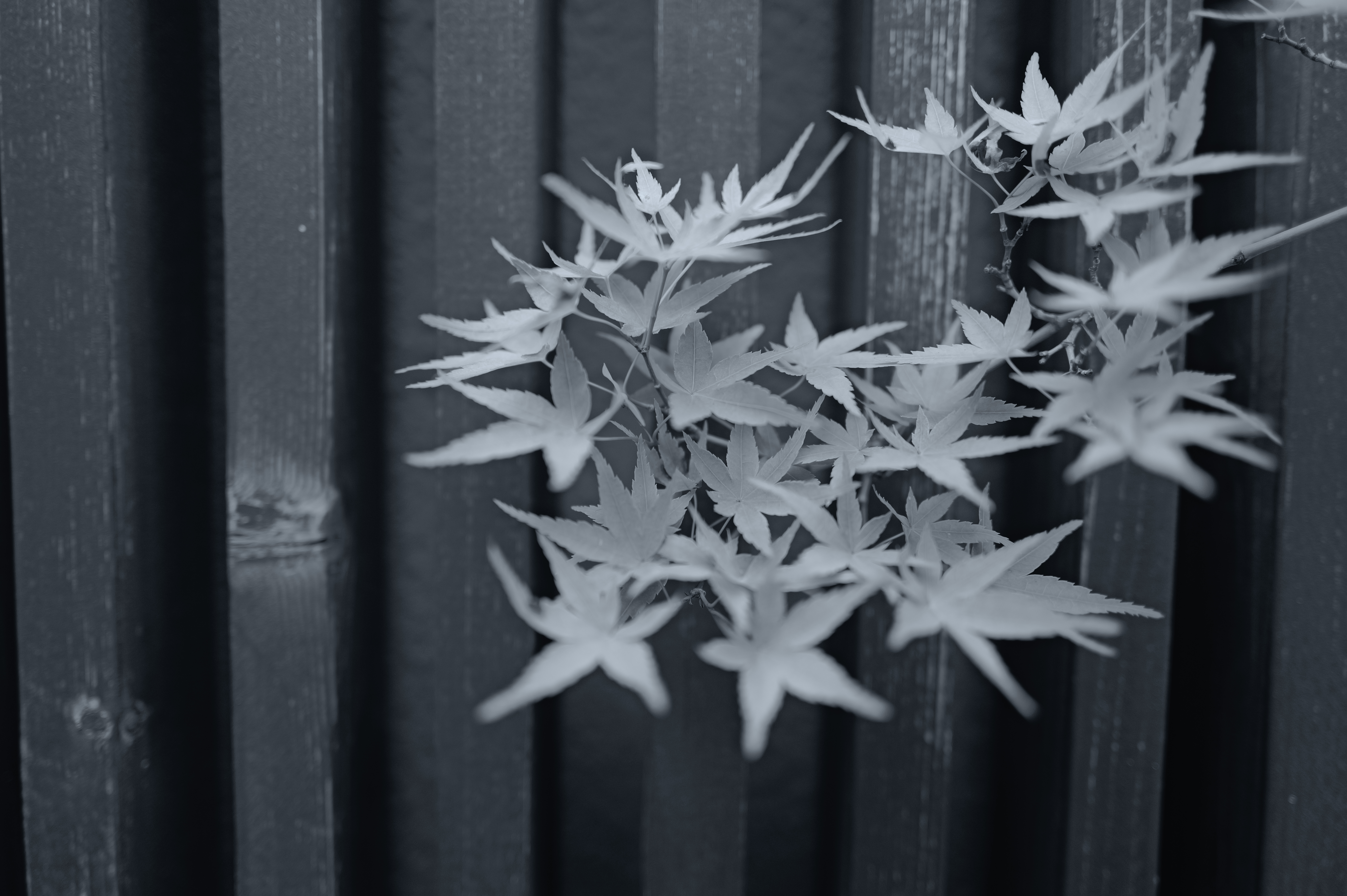 Leica LookのBlue。青い色調により、通常のモノクロよりイメージ性の強い表現ができる。スナップ以外にも風景やポートレートにも活躍しそうだ<br>ライカQ3／SUMMILUX f1.7/28mm ASPH.／絞り優先AE（F2・1/125秒）／ISO 100