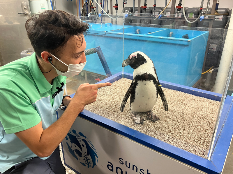 木曜：ペンギン