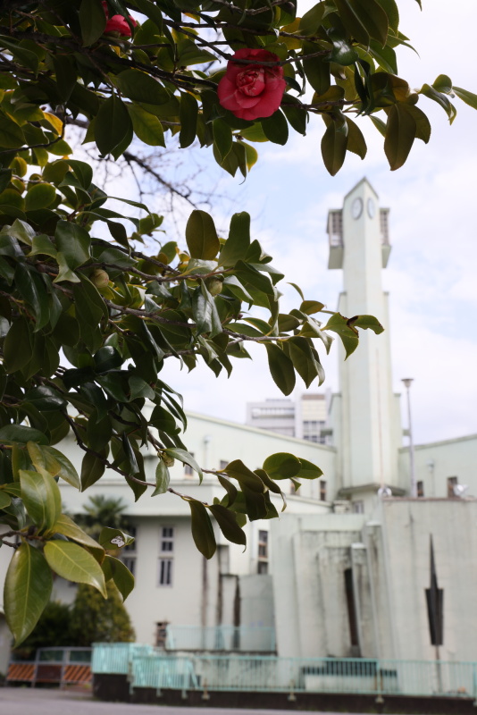 桜だけでなく椿も咲く。四季や植物で建物もまた表情を変える。キヤノンEOS R5 / RF24-70mm F2.8 L IS USM / 絞り優先AE（F10・1/800秒・-0.7EV）/ ISO 800