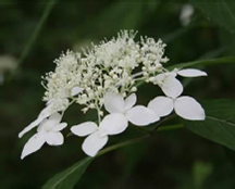 アマギアマチャ