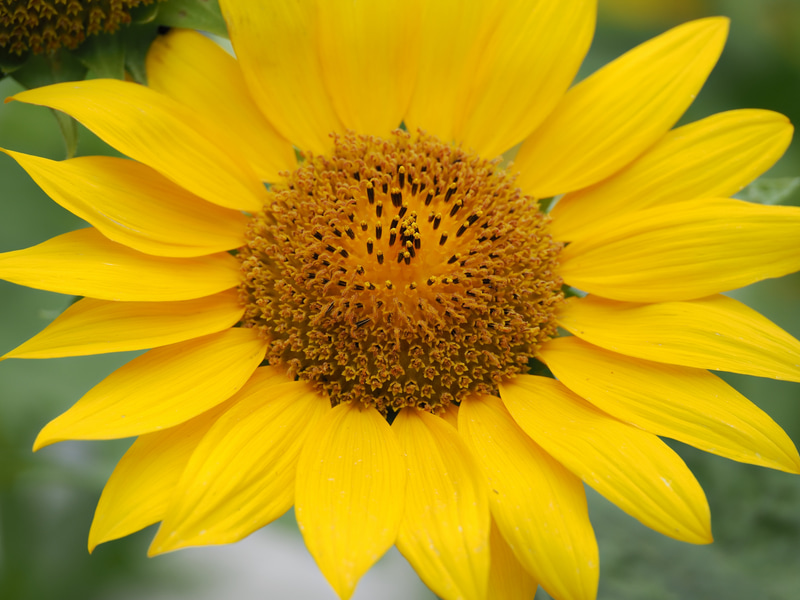 夏といえば向日葵でありますが、昨今のは小さいですね。何も考えずにドカンと真ん中に入れてシャッター切っています。素晴らしい描写だけどもうちょっと被写界深度を深くした方がいいのかとか、今ごろ反省しております。ま、いいよね暑いし。<br>OM-1／M.ZUIKO DIGITAL ED 90mm F3.5 Macro IS PRO／絞り優先AE（F4.5・1/800秒）／ISO 200