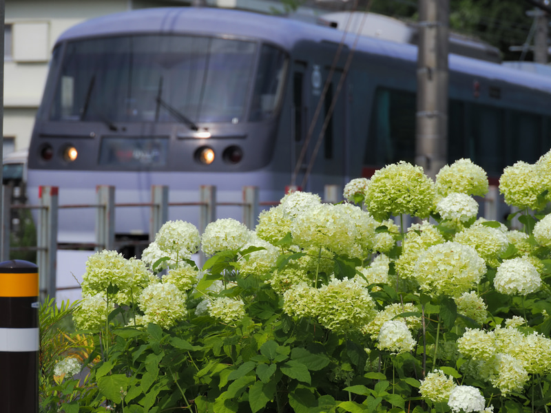 遅咲きの紫陽花を見つけました。それだけじゃつまらないので後ろに走ってくる電車を配しました。合焦点は恐ろしくシャープな写りです。デフォルト設定ですがチリチリです。ボケも自然です。<br>OM-1／M.ZUIKO DIGITAL ED 90mm F3.5 Macro IS PRO／絞り優先AE（F5・1/2,500秒）／ISO 200