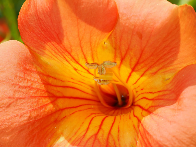 先端のめしべだかおしべだかわかりませんがそこを撮りたくなりました。風で動きまくりで、かつシャドーを起こすために日中シンクロしています。カメラ任せですが、全然問題ないですね。サルでも撮れます。<br>OM-1／M.ZUIKO DIGITAL ED 90mm F3.5 Macro IS PRO／プログラムAE（F13・1/250秒）／ISO 200