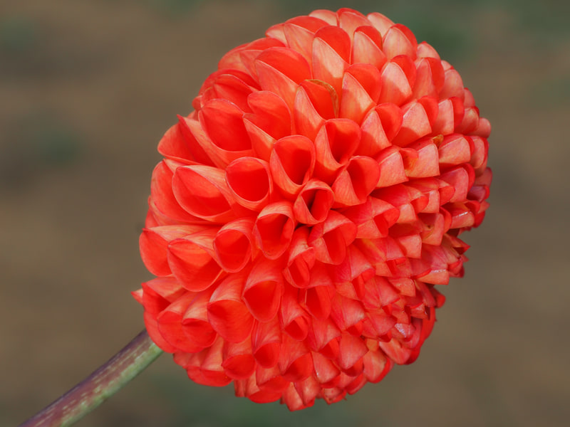 ダリアの一種みたいです。この条件も明暗差が大きいので、そのままだと穴だらけのハスコラみたいな画像でグロいのでストロボを弱めに当てています。デブなんで暑さにも弱いのですが、夏の日中は色気のないトップライトなのも嫌なんですよね。早く冬にならんかな。<br>OM-1／M.ZUIKO DIGITAL ED 90mm F3.5 Macro IS PRO／プログラムAE（F16・1/200秒）／ISO 400