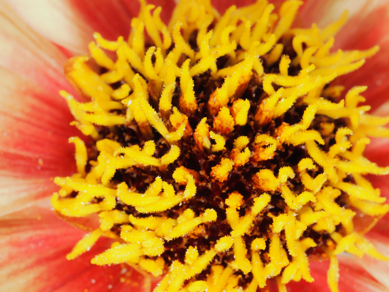 撮影倍率4倍相当とかになると、何を写していいかわからないわけです。で、迷った末に、花の中にレンズを突っ込んで撮影したというわけです。スピードライトも使用しております。グジャグジャしております。気持ち悪いですな。<br>OM-1／M.ZUIKO DIGITAL ED 90mm F3.5 Macro IS PRO／プログラムAE（F18・1/200秒）／ISO 400