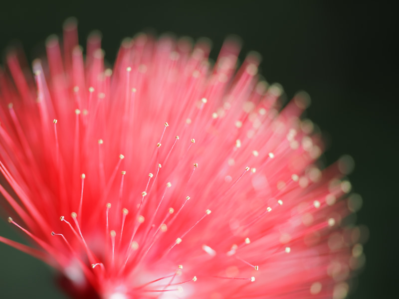 もう暑いので考えたくもなく、プログラムAEのセットでカメラ任せでフォーカシングしてみたら、良い具合に合焦したのでした。後ろの玉ボケもみることができました。なかなか綺麗じゃないですか？<br>OM-1／M.ZUIKO DIGITAL ED 90mm F3.5 Macro IS PRO／プログラムAE（F4・1/200秒）／ISO 200