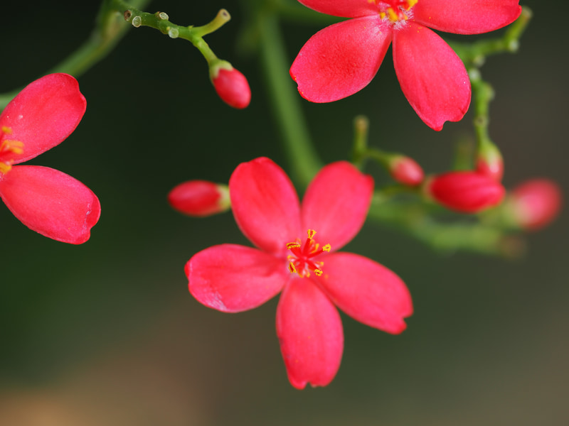 花の名前とか忘れました。筆者は何もしないのにカメラが最良の位置にフォーカシングしたので感激して、この写真を選びました。ボケもいいわけです。それにしてもOM-1やりますね。<br>OM-1／M.ZUIKO DIGITAL ED 90mm F3.5 Macro IS PRO／プログラムAE（F4.5・1/250秒）／ISO 200