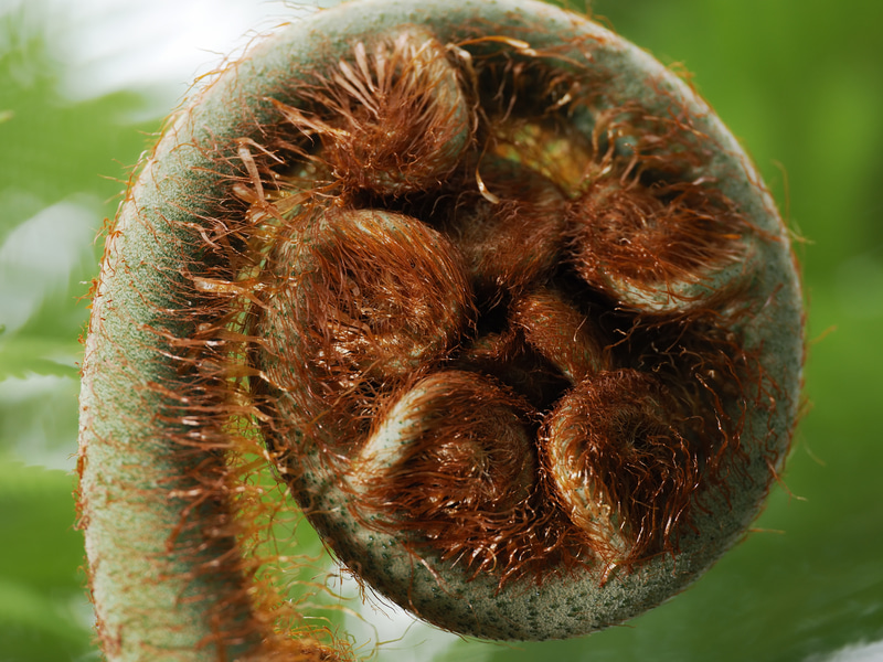 シダの先っぽかと思われます。こういう被写体はクローズアップすると寒イボが出る感じしません？ しないか。これ、もうちょい絞った方が良かったのか。マクロ撮影に不慣れなのですみません。次の機会に頑張りたいです。チャンスをください。<br>OM-1／M.ZUIKO DIGITAL ED 90mm F3.5 Macro IS PRO／プログラムAE（F4.5・1/250秒）／ISO 200