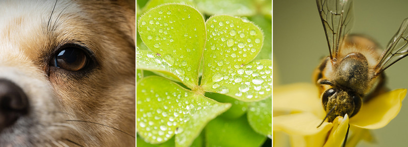 サンプル画像（焦点工房提供）