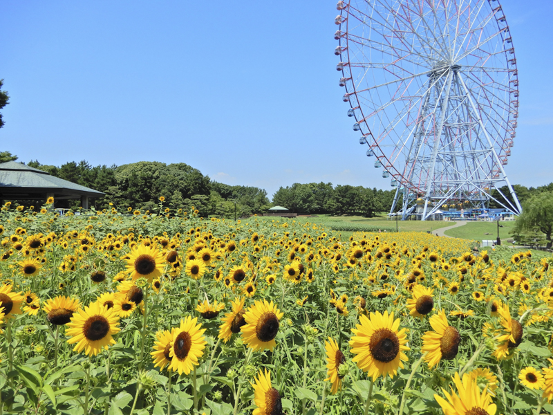 葛西臨海公園のひまわり花壇（昨年の様子）