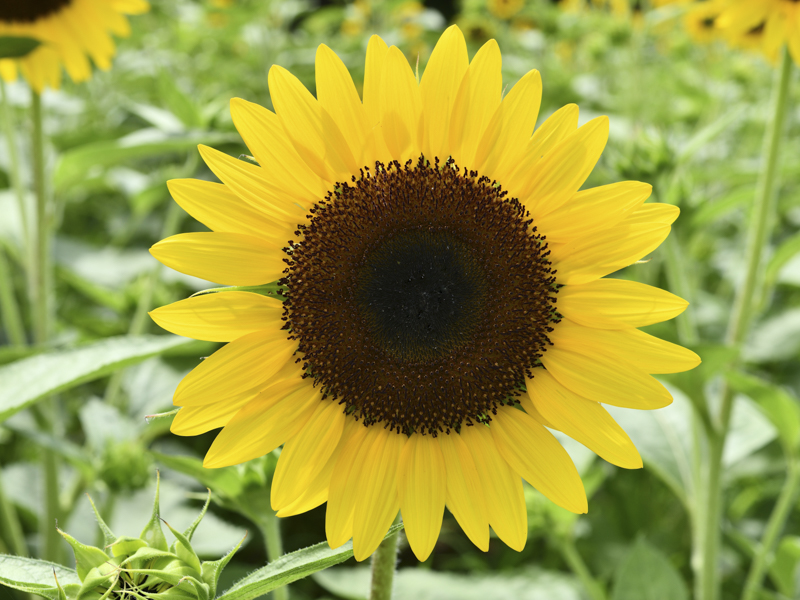 ダンシングサン