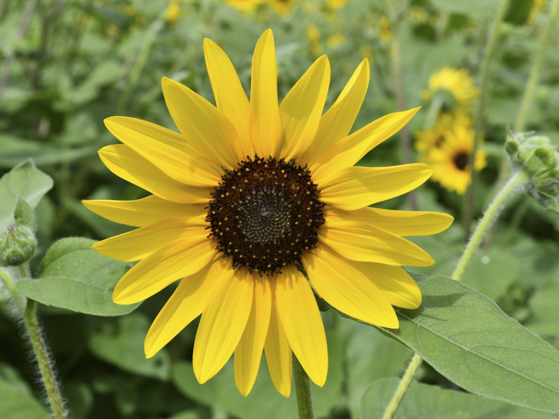 サンフィニティ