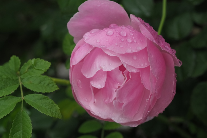 OLYMPUS E-M1 MarkⅡ / M.ZUIKO DIGITAL ED 40-150mm F2.8 PRO / 絞り優先AE（F6.3・1/640秒・－0.3EV）/ ISO 400