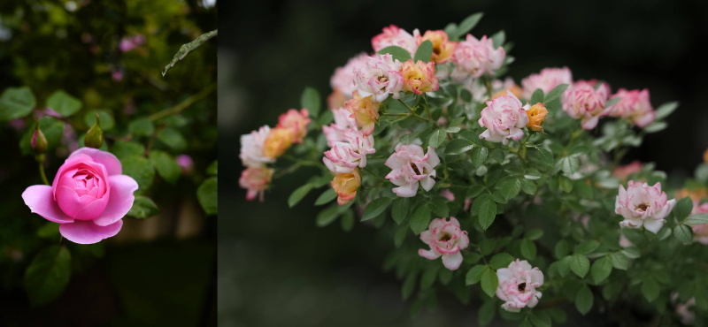 （左）SIGMA fp L / 24mm F3.5 DG DN | Contemporary / 絞り優先AE（F3.5・1/1,000秒・－1.3EV）/ ISO 400　（右）OLYMPUS E-M1X / M.ZUIKO DIGITAL ED 45mm F1.2 PRO / 絞り優先AE（F1.8・1/2,500秒・－0.7EV）/ ISO 200