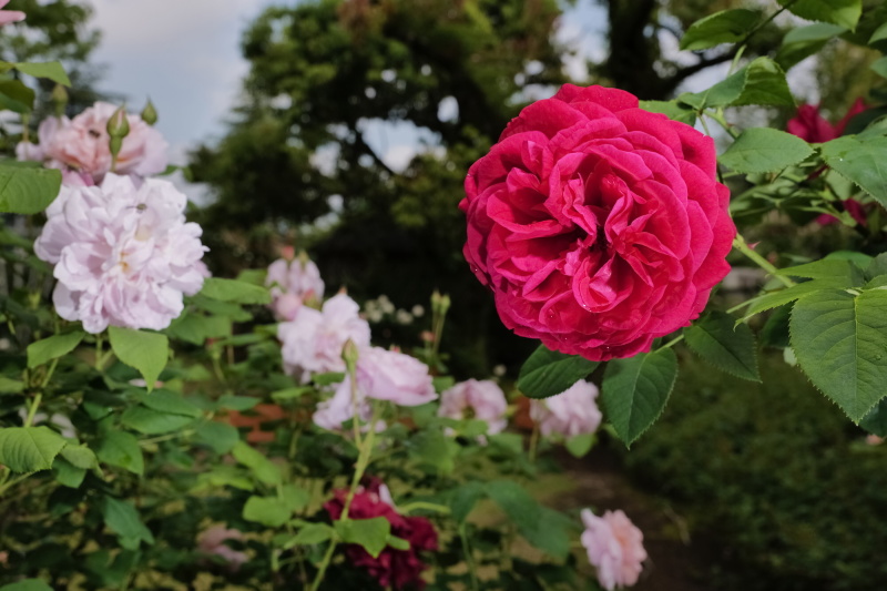 ライカSL2-S / VARIO-ELMARIT-SL 1:2.8/24-70 ASPH. / 絞り優先AE（F11・1/320秒・－0.3EV）/ ISO 200