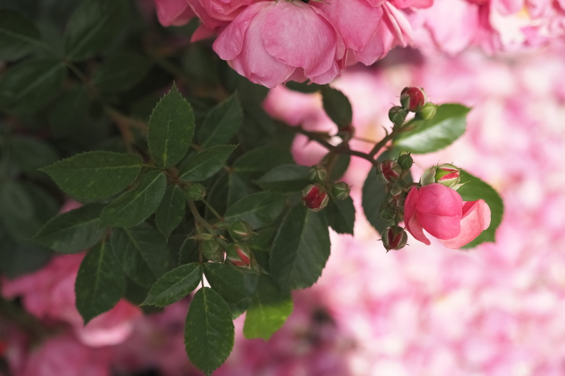 OLYMPUS E-M1 MarkⅢ / M.ZUIKO DIGITAL ED 40-150mm F2.8 PRO / 絞り優先AE（F2.8・1/4,000秒・－0.7EV）/ ISO 200