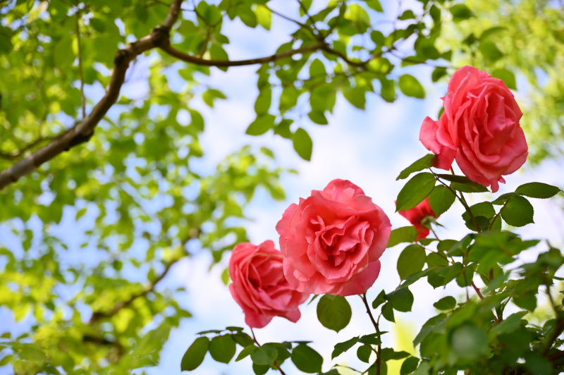 ニコンZ 6 / NIKKOR Z 24-70mm f/2.8 S / 絞り優先AE（F2.8・1/1,000秒・露出補正なし）/ ISO 160　撮影：佐藤倫子