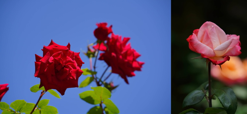 （左）ソニーα7R IV / FE 70-200mm F2.8 GM OSS / 絞り優先AE（F5.6・1/500秒・-0.7EV）/ ISO 100　（右）ソニーα7R IV / FE 70-200mm F2.8 GM OSS / 絞り優先AE（F5.6・1/500秒・-0.7EV）/ ISO 100　撮影：アシスタント佐藤