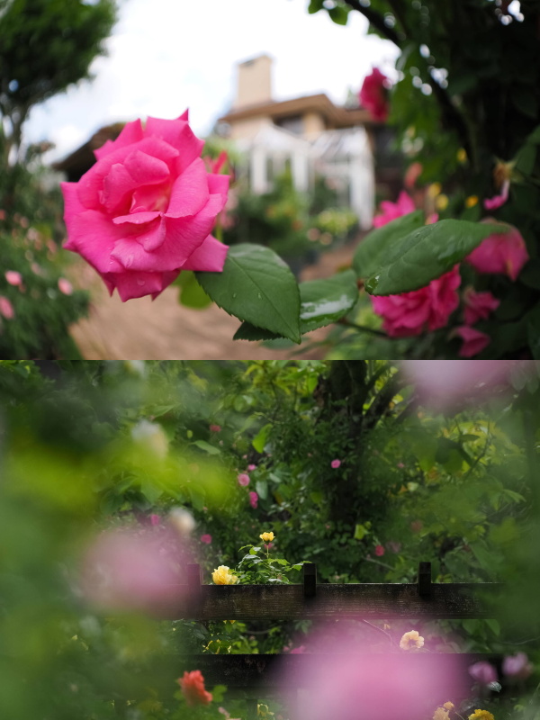 （上）OM SYSTEM OM-1 / M.ZUIKO DIGITAL ED 8mm F1.8 Fisheye PRO / 絞り優先AE（F1.8・1/5,000秒・＋0.7EV）/ ISO 400　（右）OM SYSTEM OM-1 / M.ZUIKO DIGITAL ED 150-400mm F4.5 TC1.25x IS PRO / 絞り優先AE（F5.6・1/2,000秒・－1EV）/ ISO 800　撮影：アシスタント近井