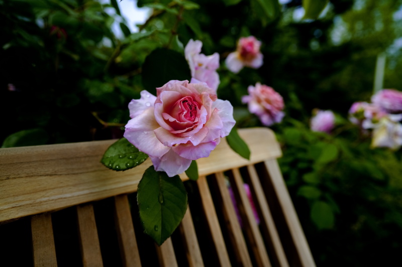 SIGMA fp L / 20mm F2 DG DN | Contemporary / 絞り優先AE（F4・1/3,200秒・－0.7EV）/ ISO 400