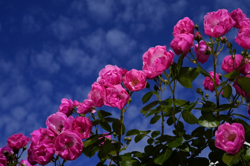 SIGMA fp / 45mm F2.8 DG DN | Contemporary / 絞り優先AE（F8・1/1,000秒・－3.3EV）/ ISO 200