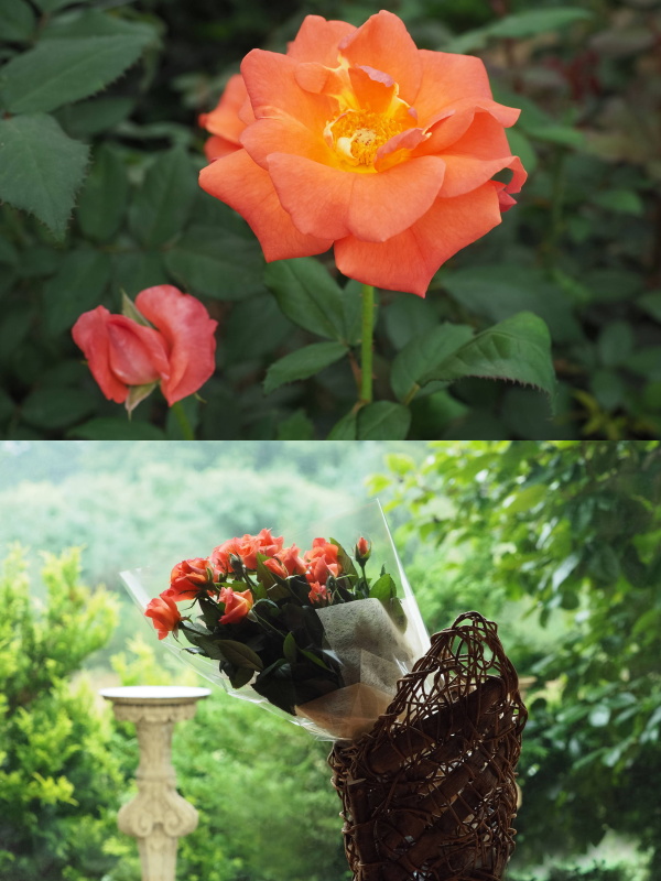 プリンセスミチコの色は濃いオレンジ色、丸みを帯びた花弁と柔らかな香りが特徴的だ