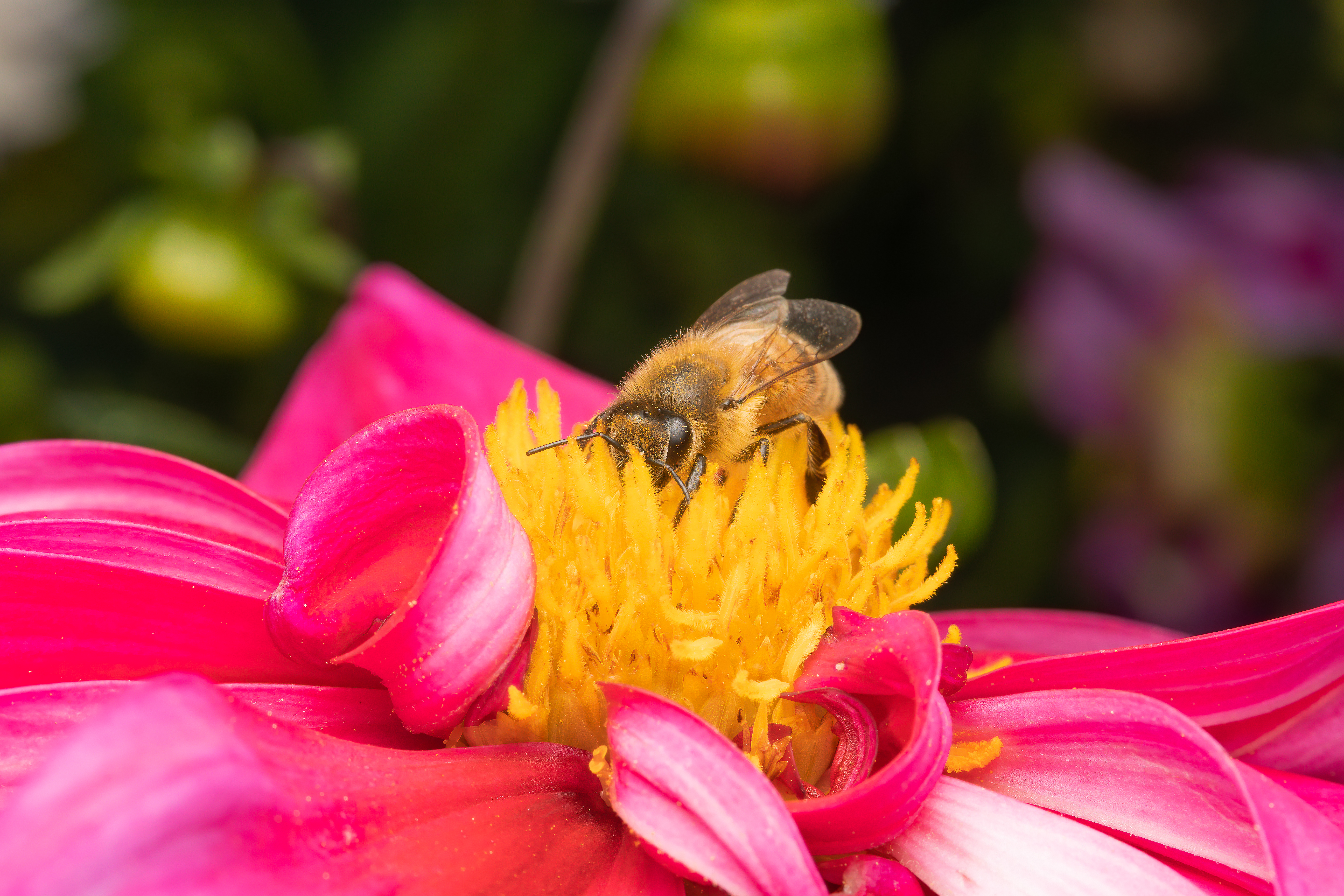 クローズアップレンズ NCなし
