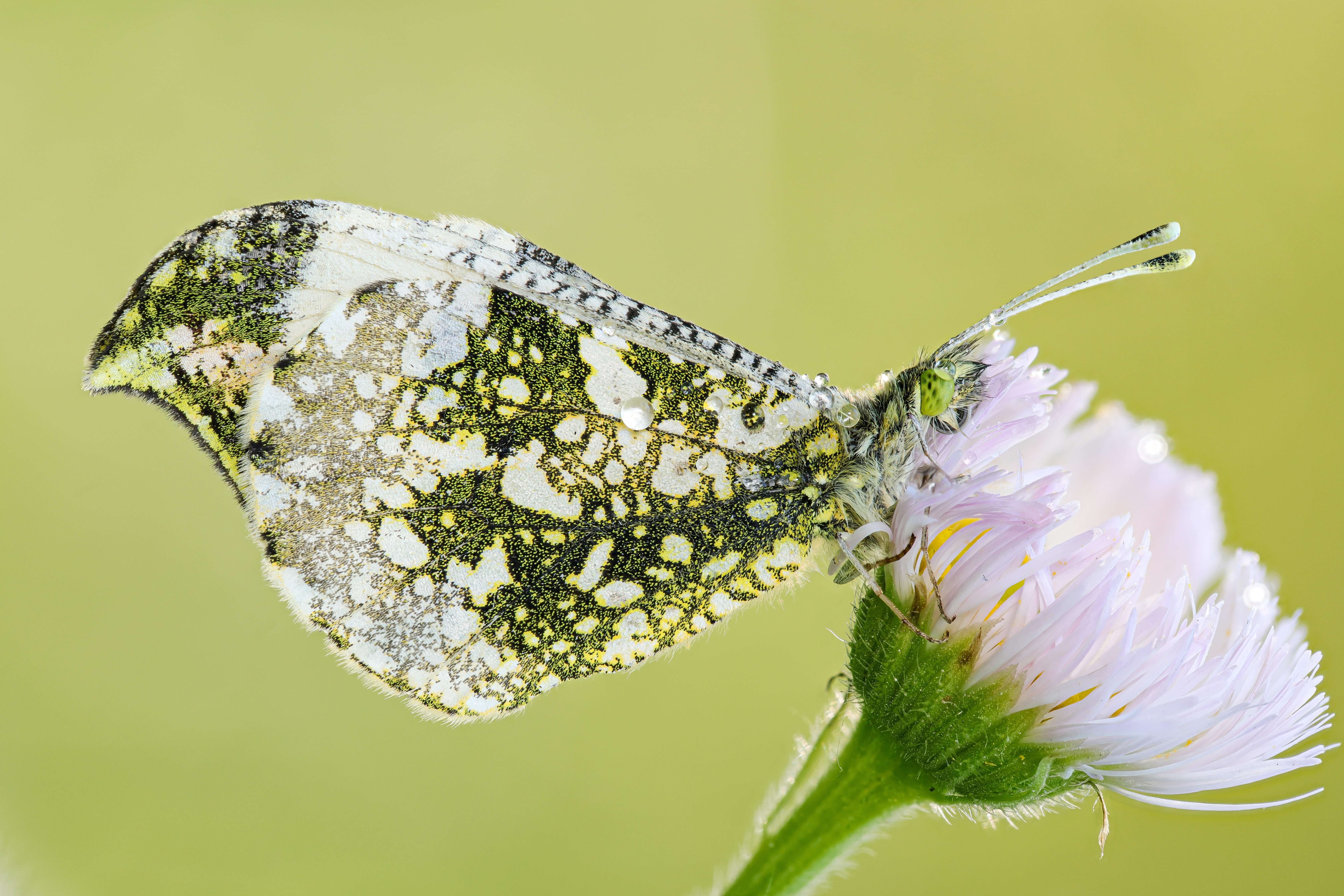 クローズアップレンズ NCなし