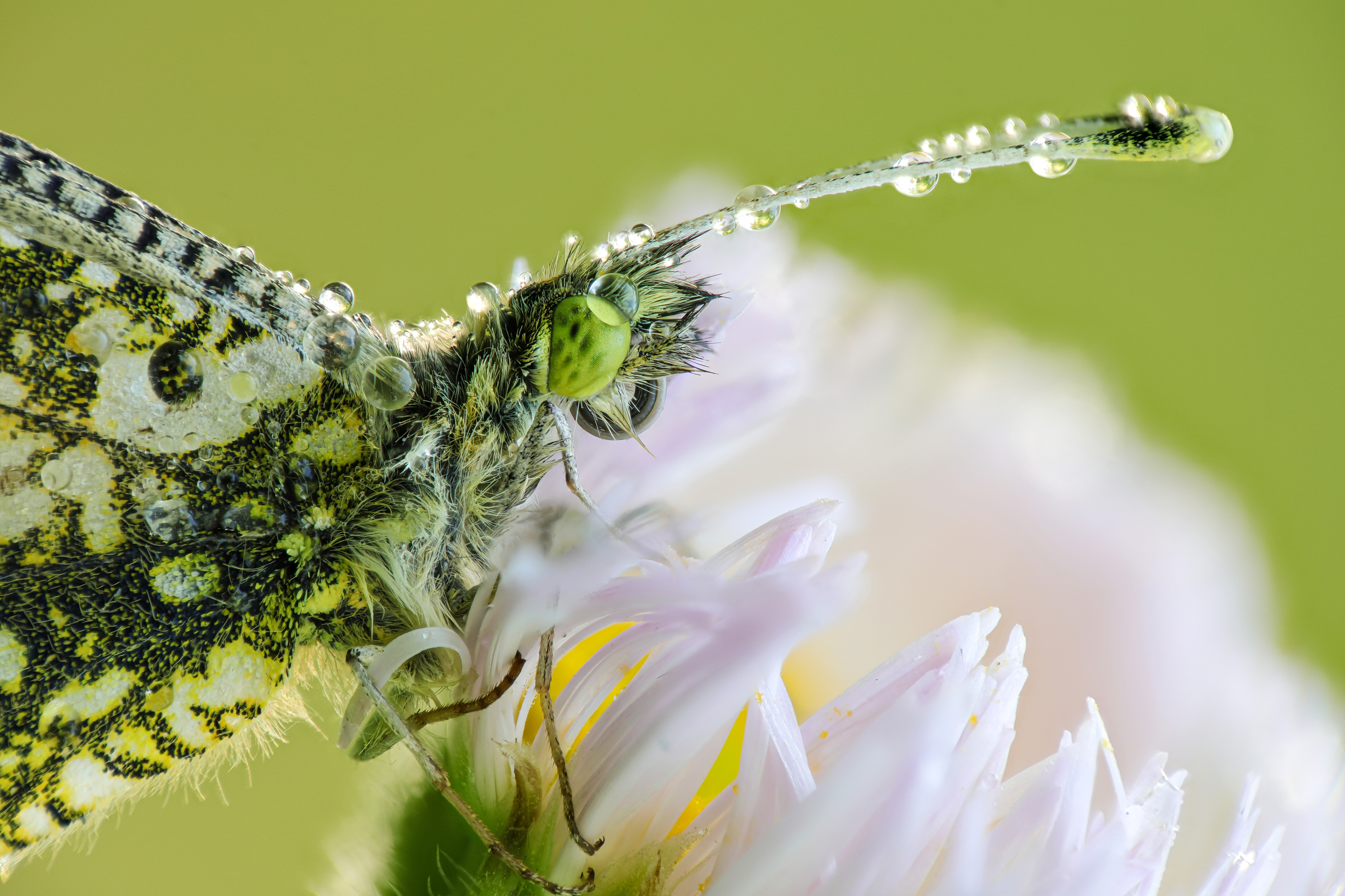 クローズアップレンズ NCあり